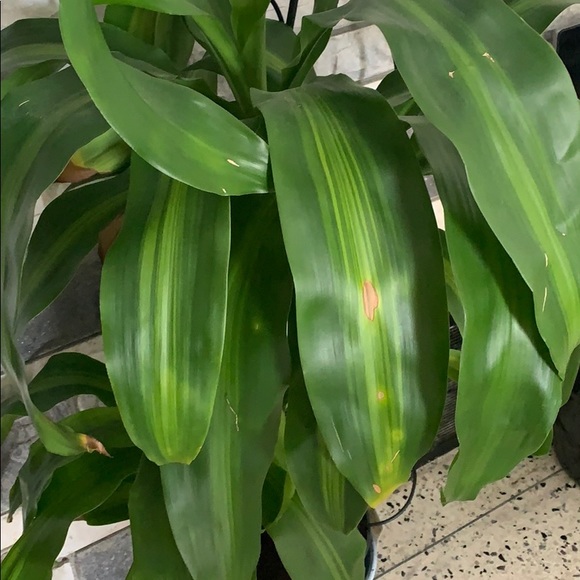 Meet your Posher, Jose - Picture 1 of 1